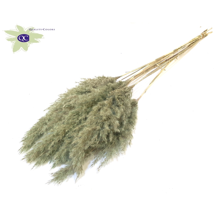 <h4>Pampas Grass 70cm 10stems per bunch Frosted Mint Green</h4>