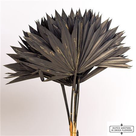 <h4>Dried Palm Sun 6pc Black Bunch</h4>