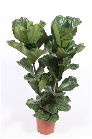 <h4>Ficus Lyrata 2 Per Pot</h4>