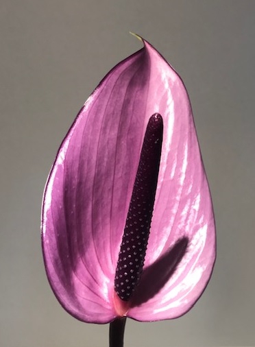 Anthurium Previa Purple Small