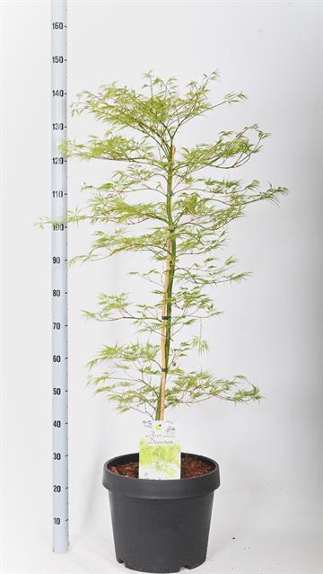 <h4>ACER PALM DISSECTUM</h4>