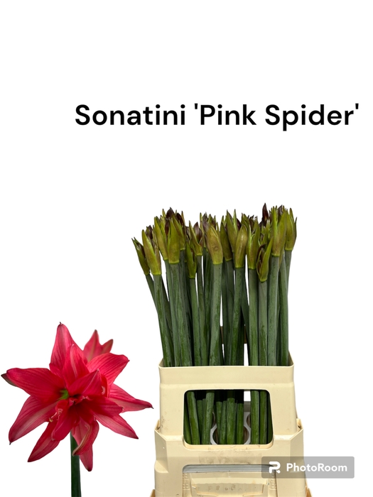 <h4>Sonatini Pink Spider 995</h4>