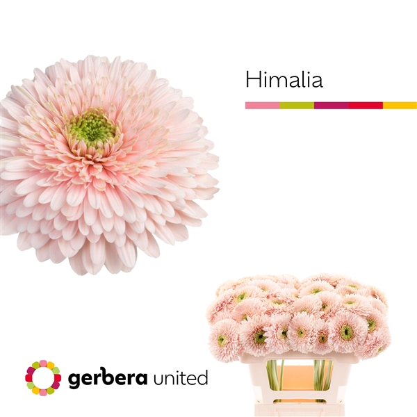 <h4>Ge Gb Gterra Himalia - Gerbera United</h4>