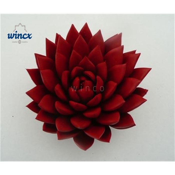 <h4>Echeveria Agavoides Paint Red Cutflower Wincx-8cm</h4>