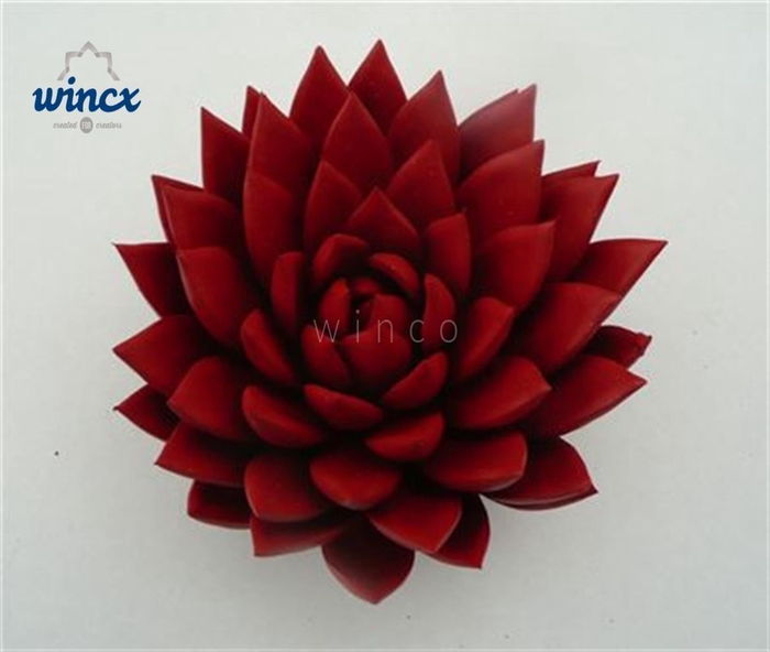 Echeveria Agavoides Paint Red Cutflower Wincx-8cm