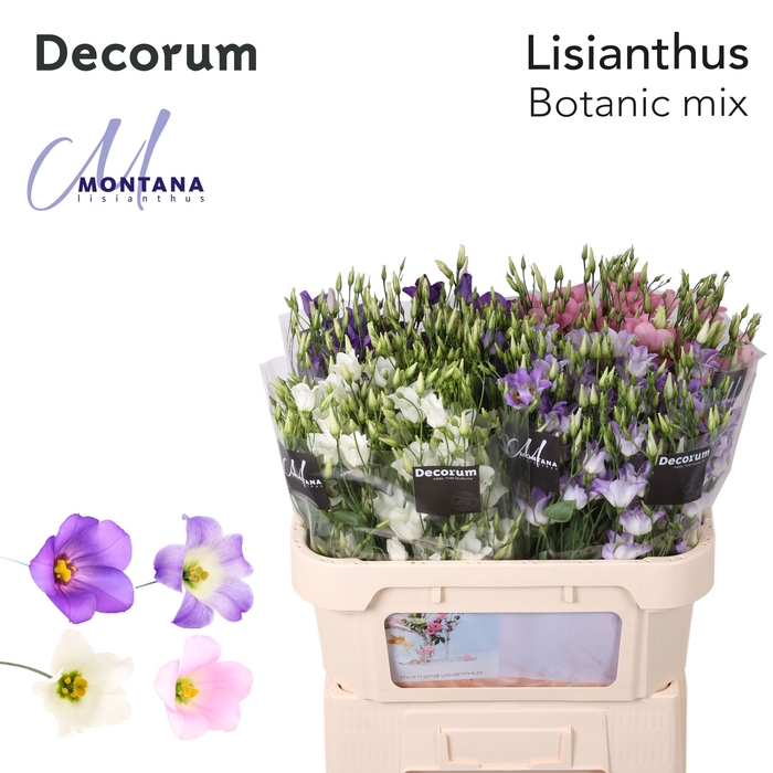 <h4>Lisianthus Botanic Mix</h4>