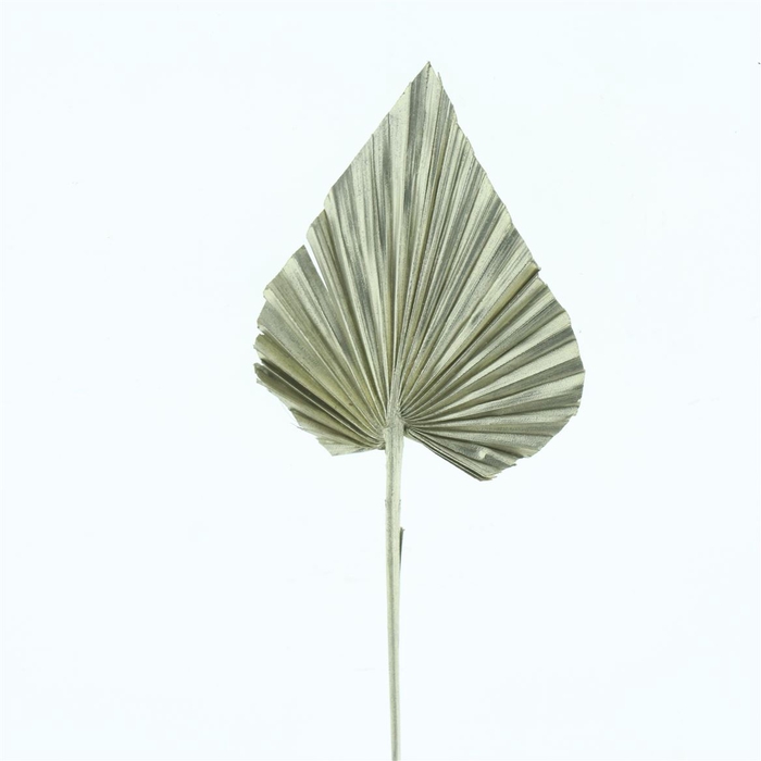 Dried Palm Spear Platina