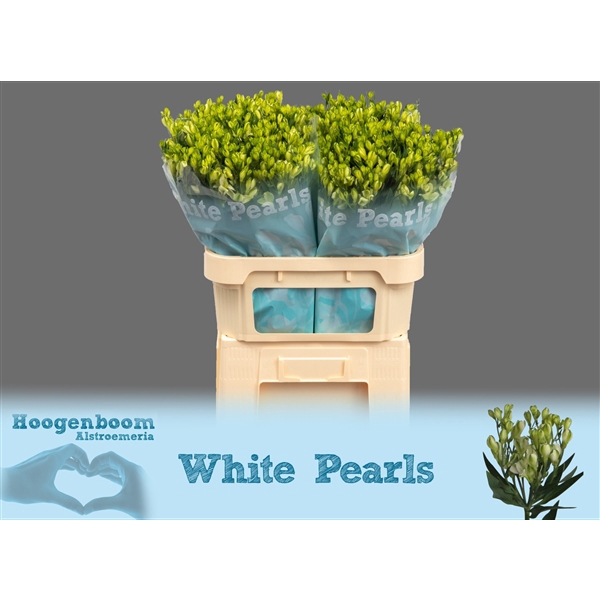 <h4>Alstroemeria White Pearls 90 gram</h4>