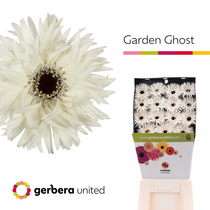 <h4>Ge Gr Gerspider Garden Ghost</h4>