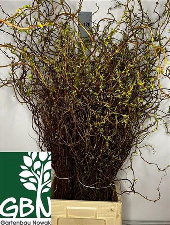 <h4>Salix Kronkelwilg Bruin Bs 100cm</h4>