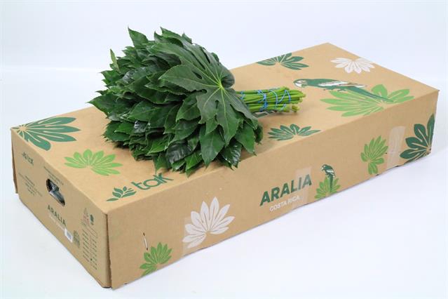 Leaf aralia per bunch (fatsia japonica)