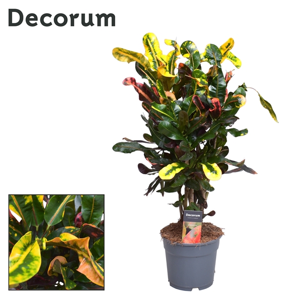 Croton Mammi vertakt (Decorum)