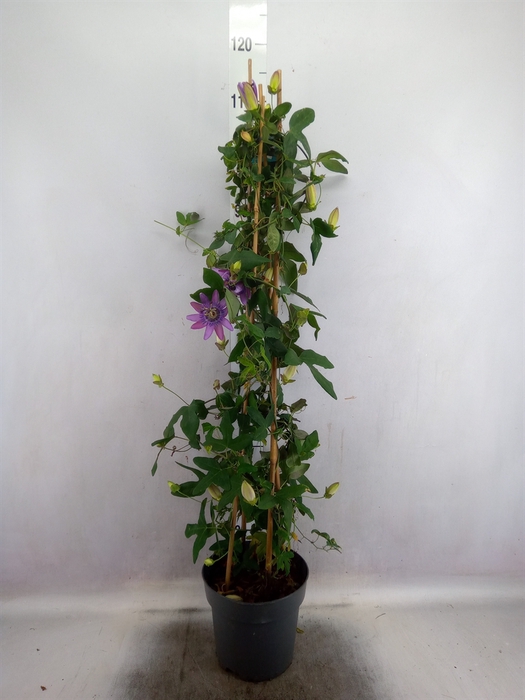 <h4>Passiflora  'Amethyst Beauty'</h4>