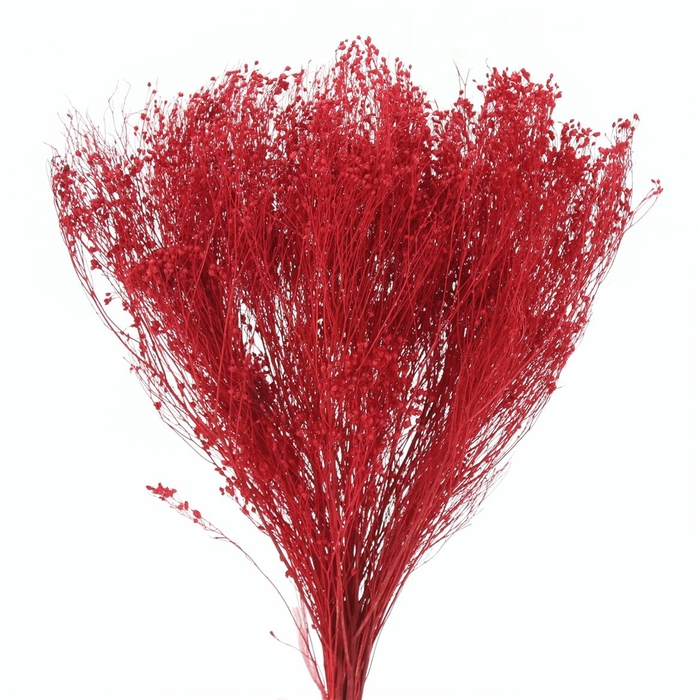 Dried Broom Bloom Red