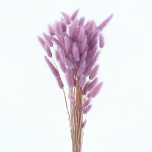 Dried Lagurus Bleached Light Lavender Bs