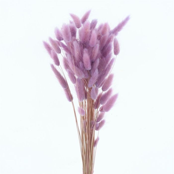 <h4>Dried Lagurus Bleached Light Lavender Bs</h4>