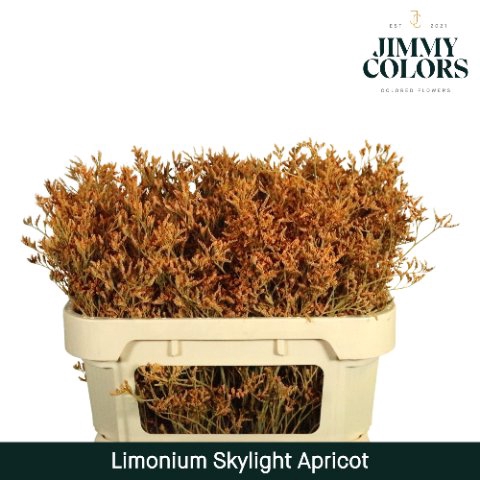 <h4>Limonium skylight paint apricot</h4>