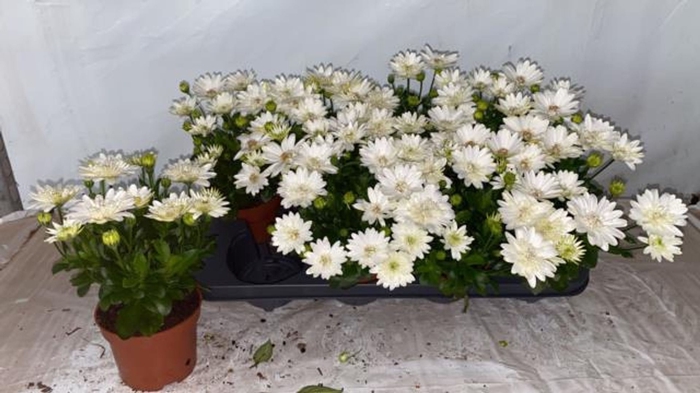 <h4>Osteospermum 3D White</h4>