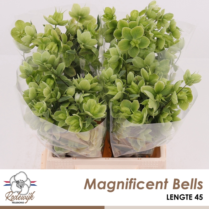 <h4>HELL  MAGNIFIC BELLS</h4>