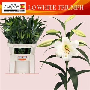 Li Lo White Triumph 2+