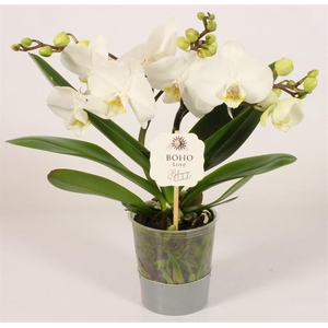 Phalaenopsis Boho Love White 12Ø 45cm 2st 15fl