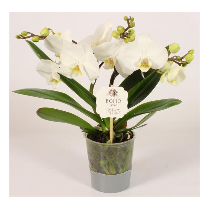 <h4>Phalaenopsis Boho Love White 12Ø 45cm 2st 15fl</h4>