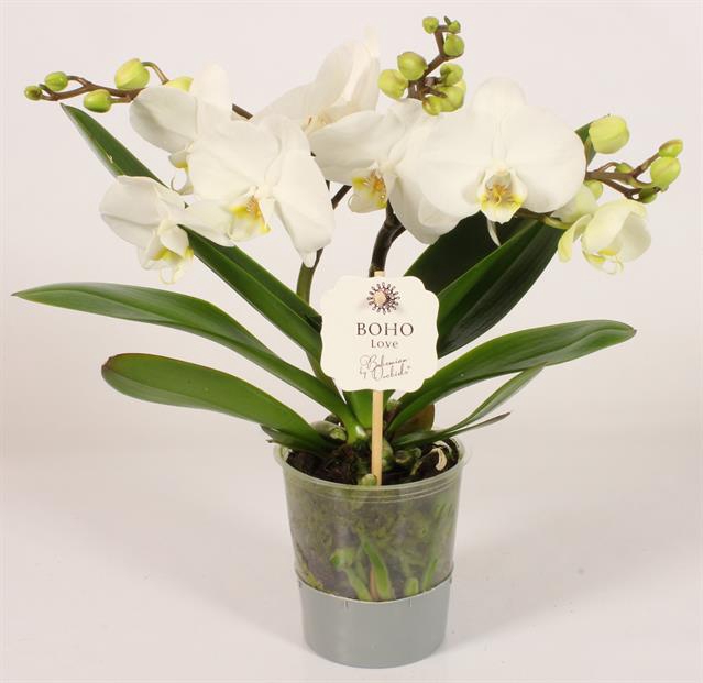 Phalaenopsis Boho Love White 12Ø 45cm 2st 15fl