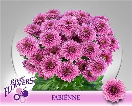 <h4>Chr T Fabienne</h4>