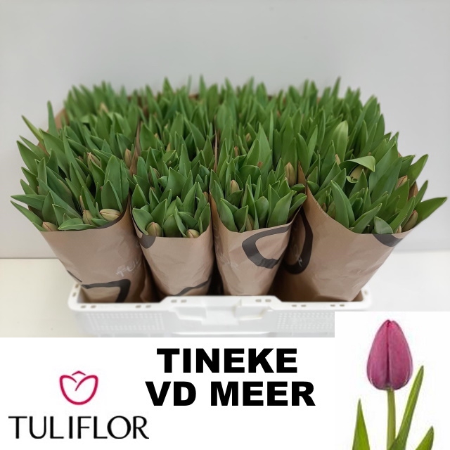 <h4>Tulipa si tineke van der meer</h4>