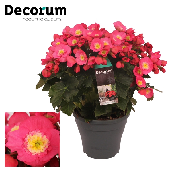 <h4>Begonia Belove Rose Outdoor</h4>
