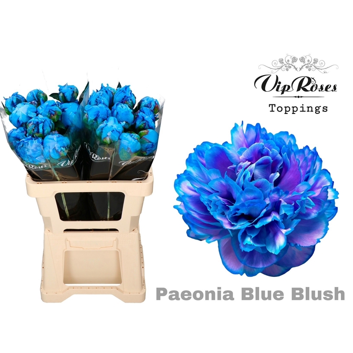 <h4>Paeonia Blue Blush</h4>