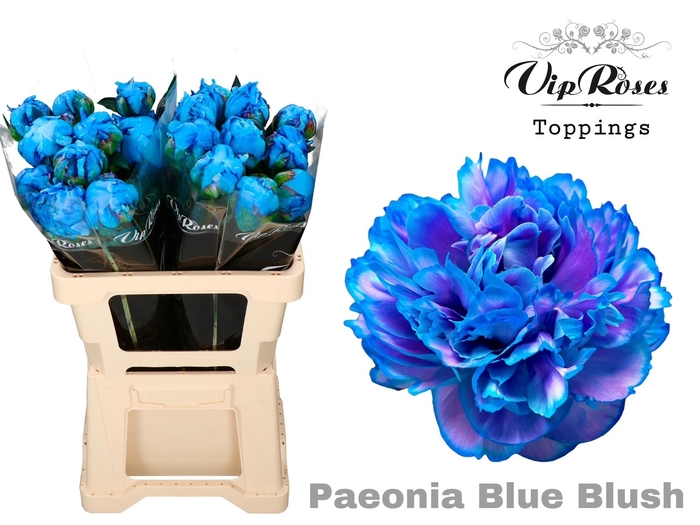 <h4>Paeonia Blue Blush</h4>