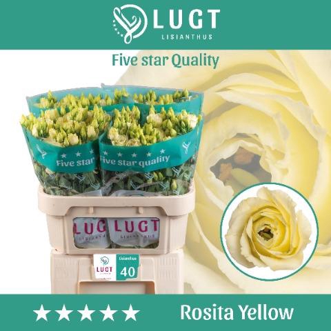 <h4>Lisianthus do rosita yellow</h4>