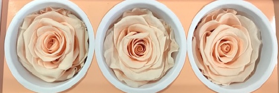 Rose Monalisa Almond Cream