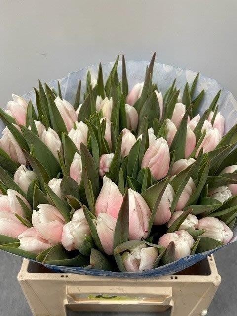 <h4>Tulipa si paint pastel pink</h4>