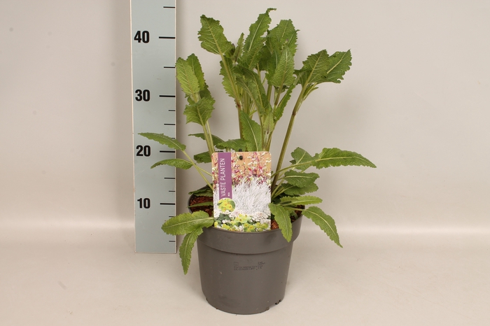 vaste planten 19 cm  Salvia nem. Viola Klosa