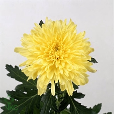 Chrysanthemum g Zembla Yellow
