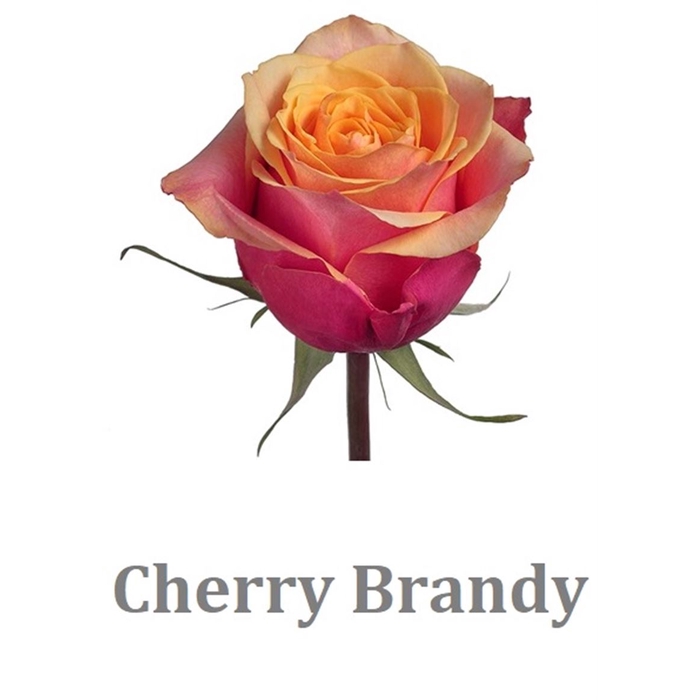 <h4>R Gr Cherry Brandy</h4>