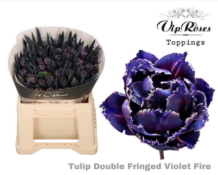 <h4>Tulipa do paint violet fire</h4>