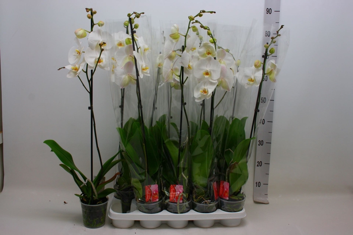 <h4>Phalaenopsis wit</h4>
