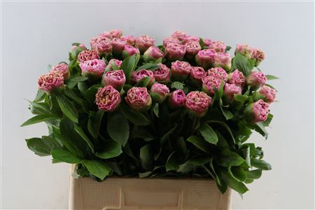 <h4>Paeo L Carnat Bouquet</h4>