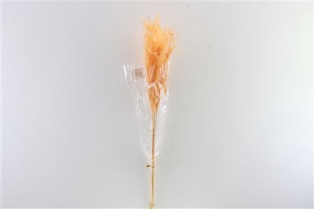 <h4>Dried Stipha Feather 5pcs Xl Peach Bunch</h4>