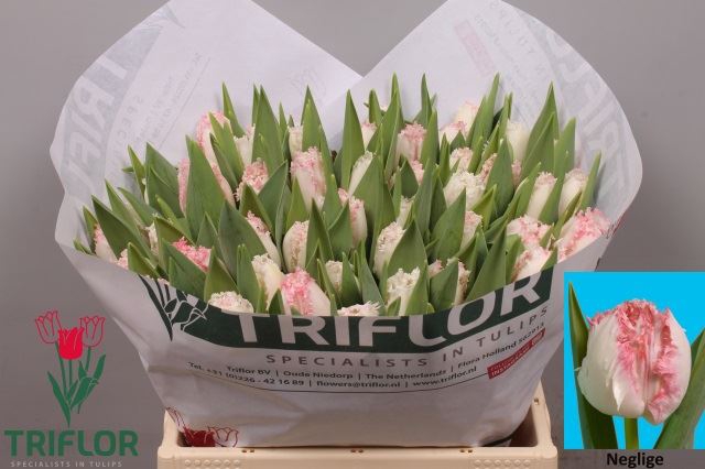 <h4>Tulipa (Fri. Neglige</h4>