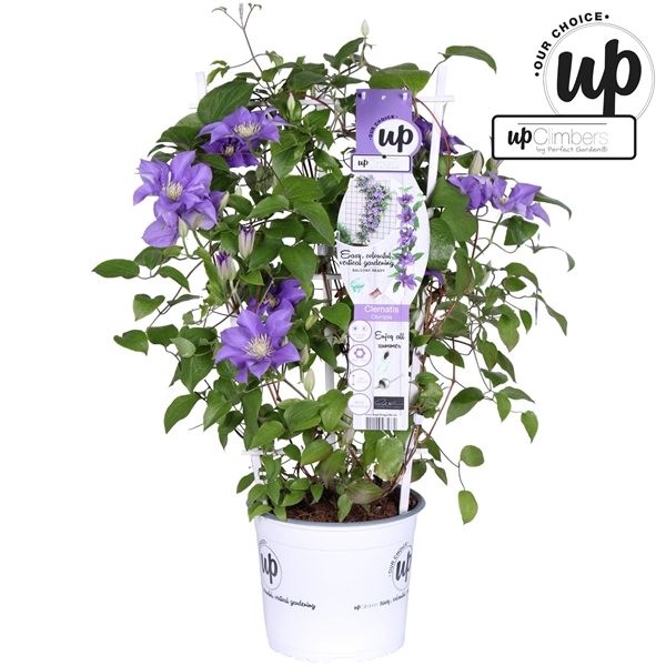 <h4>Clematis Olympia P19</h4>