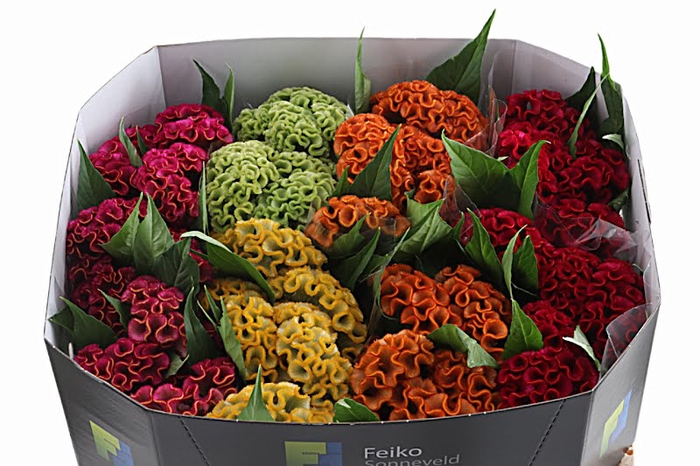 <h4>Celosia Mix In Bucket</h4>