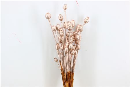 <h4>Dried Papaver Champagne Bunch</h4>