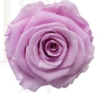 <h4>Rose nobel lilac pres.</h4>