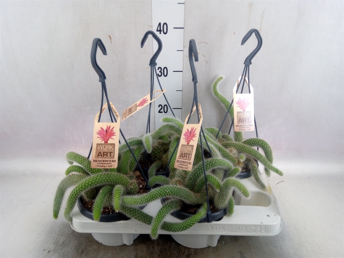 Cactus   ...hangingplants