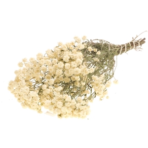 DRIED FLOWERS - ACHILLEA PTARMICA NATURAL WHITE