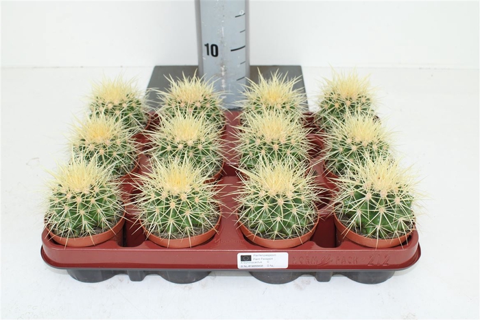 <h4>Echinocactus Grusonii 8,5 Cm</h4>